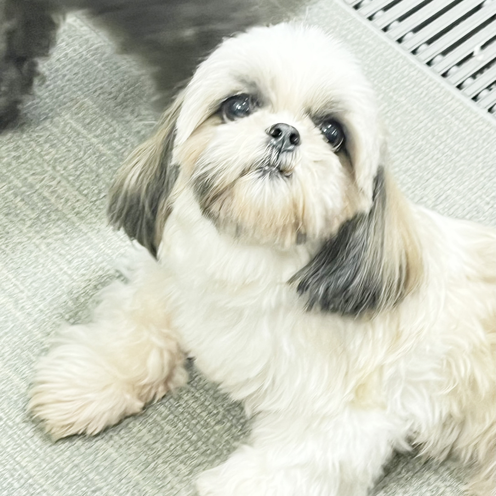 生徒が撮影したモデル犬の写真♪①